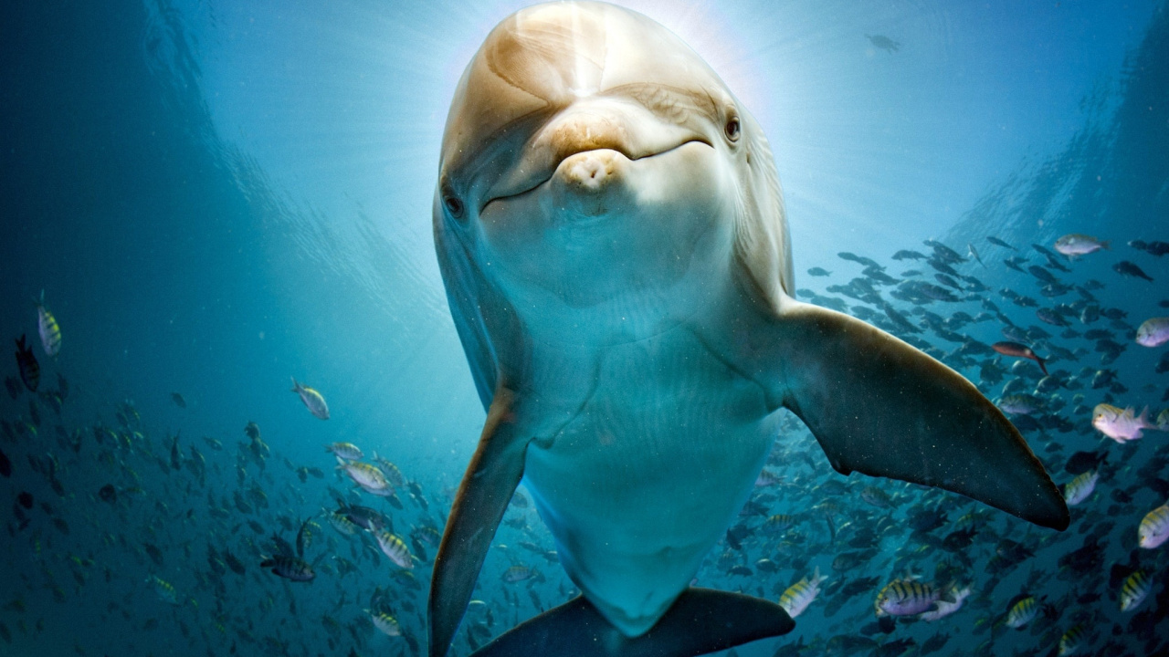 Обои Дельфин, морская биология, подземные воды, афалина, китообразных в разрешении 1280x720