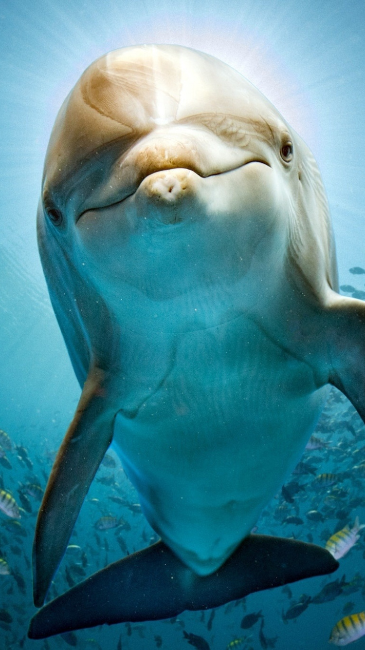 Обои Дельфин, морская биология, подземные воды, афалина, китообразных в разрешении 750x1334