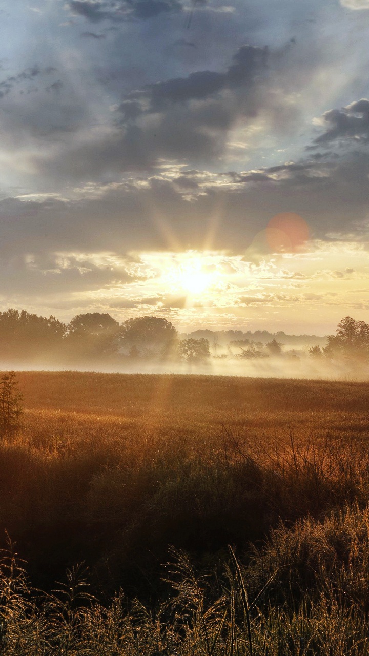 Обои утро, восход солнца, солнечный свет, дерево, вечер в разрешении 720x1280