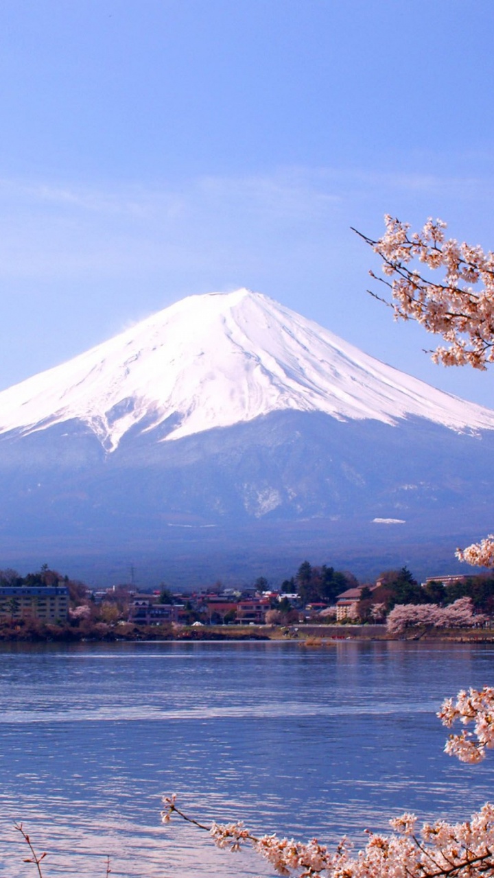 Обои цветение вишни, дерево, гора, озеро, растение в разрешении 720x1280