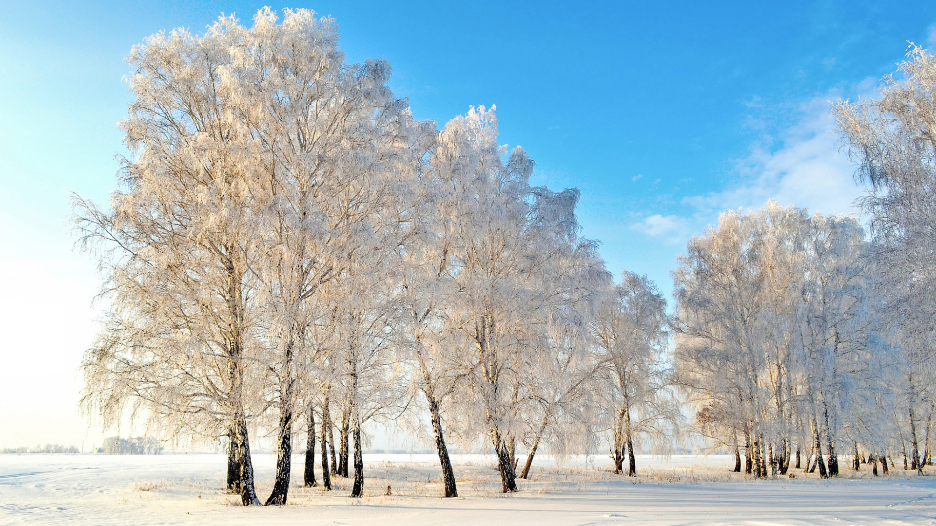 Обои снег, зима, дерево, природа, мороз в разрешении 1920x1080