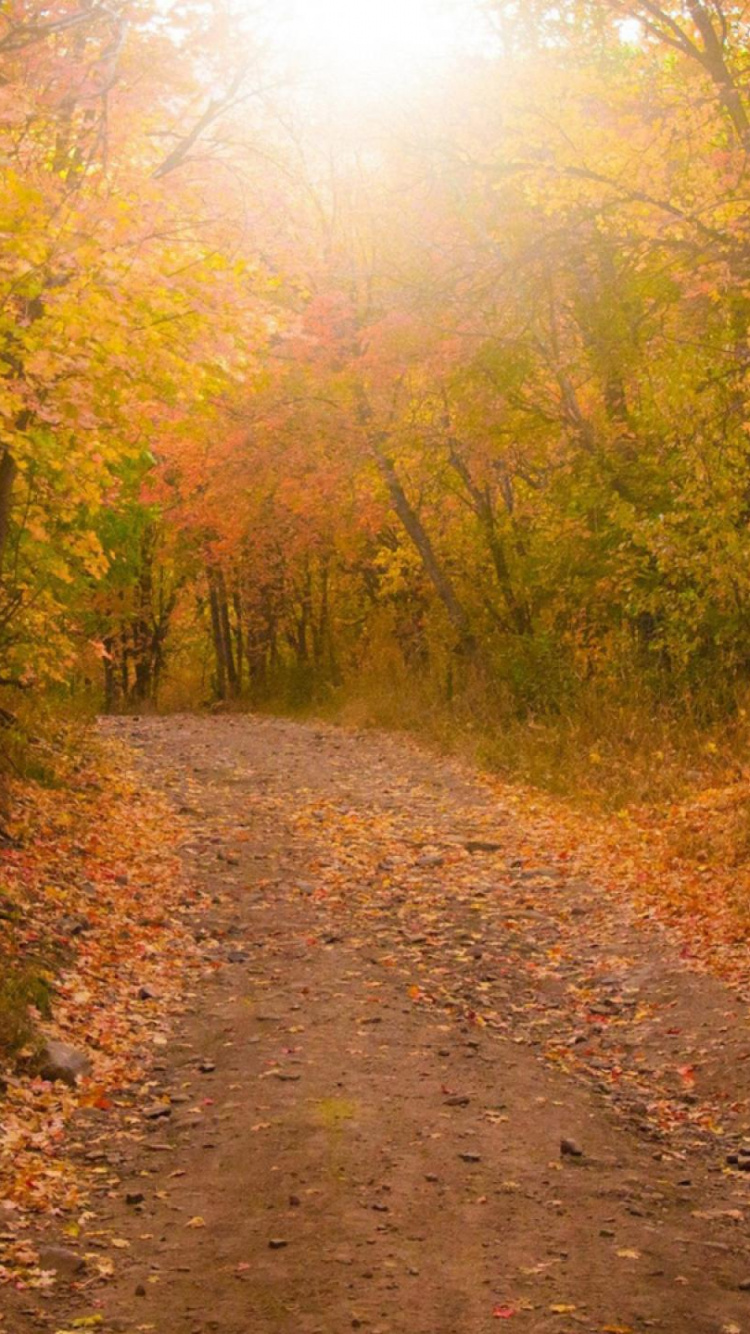Обои лист, природа, лес, осень, путь в разрешении 750x1334
