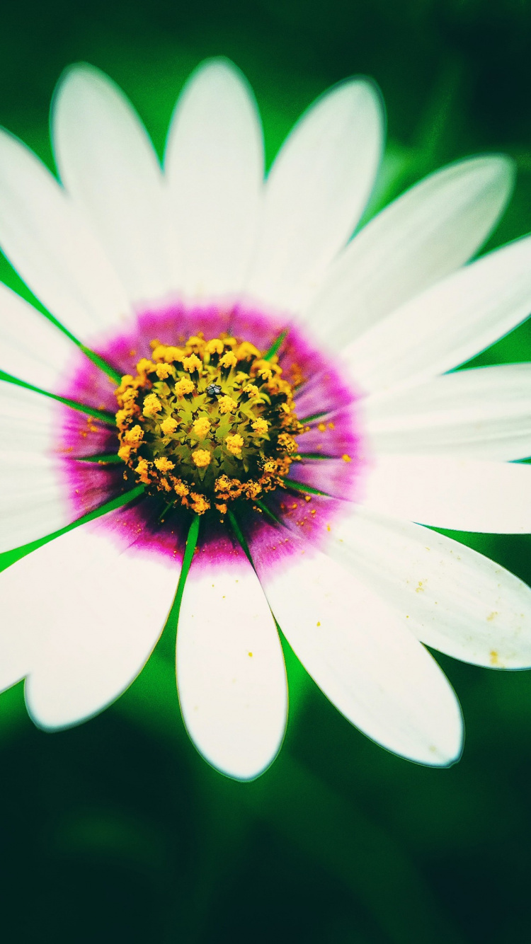 Обои цветок, общие Дейзи, лепесток, цветочный дизайн, растение в разрешении 750x1334