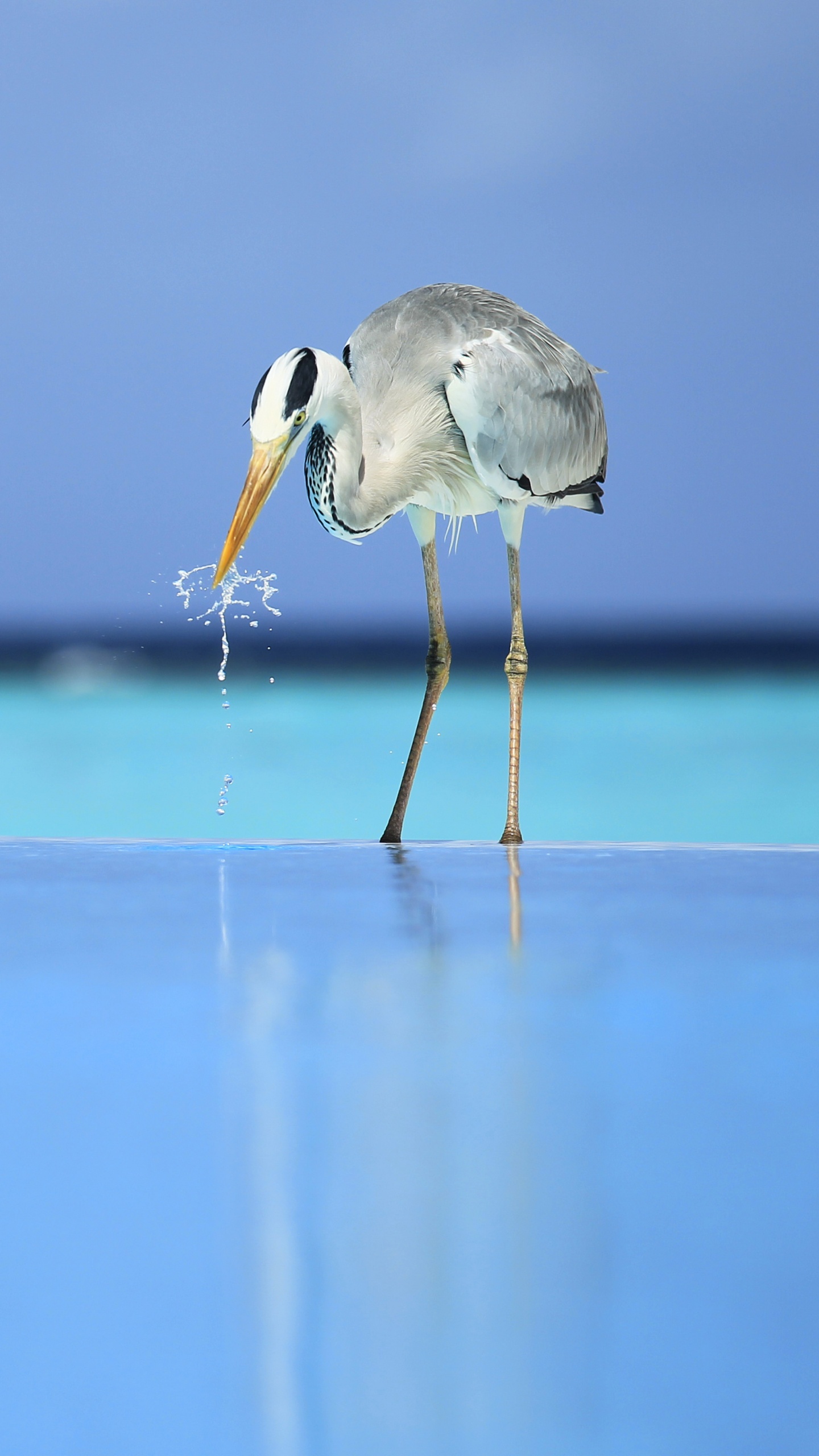 Обои океан, отпуск, клюв, море, Мальдивы в разрешении 1440x2560