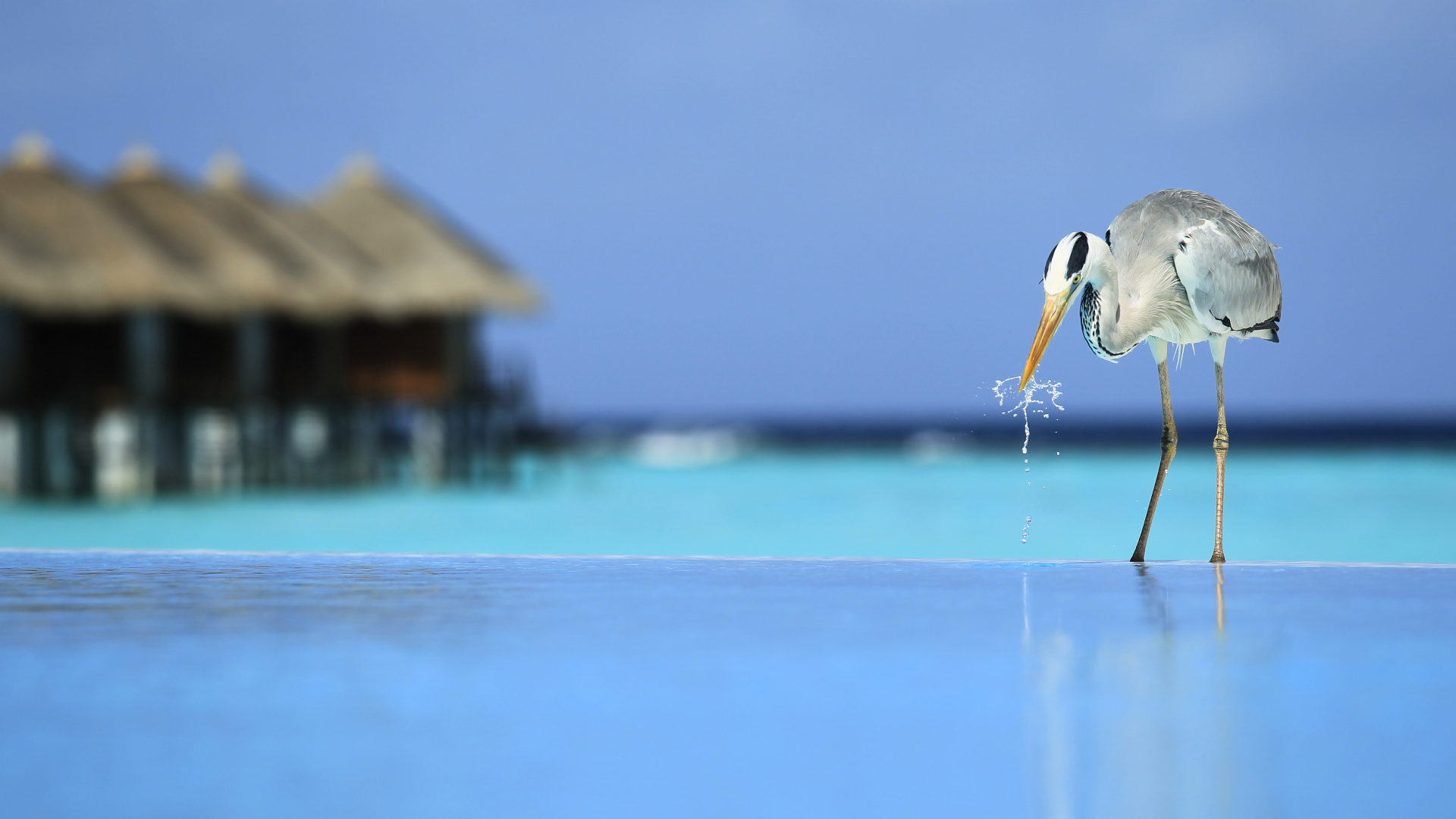 Обои океан, отпуск, клюв, море, Мальдивы в разрешении 1920x1080