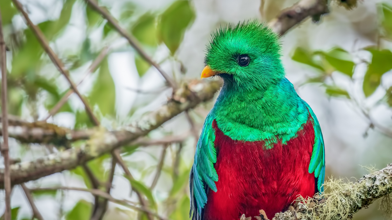 Обои Блистательный Кетсаль, Кетцаль, птица, клюв, ветвь в разрешении 1366x768