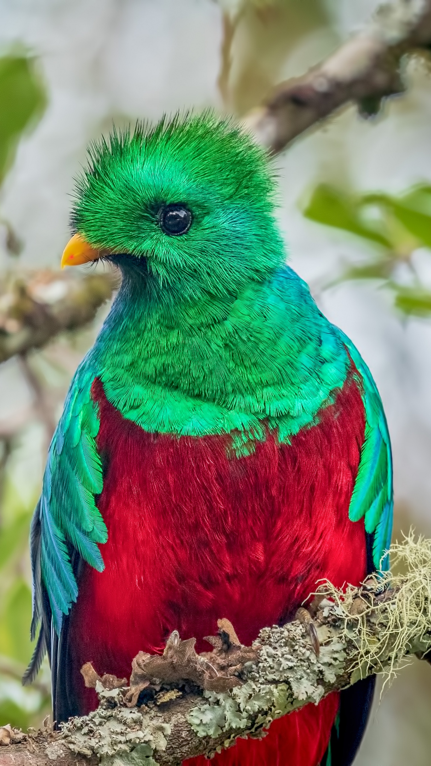 Обои Блистательный Кетсаль, Кетцаль, птица, клюв, ветвь в разрешении 1440x2560