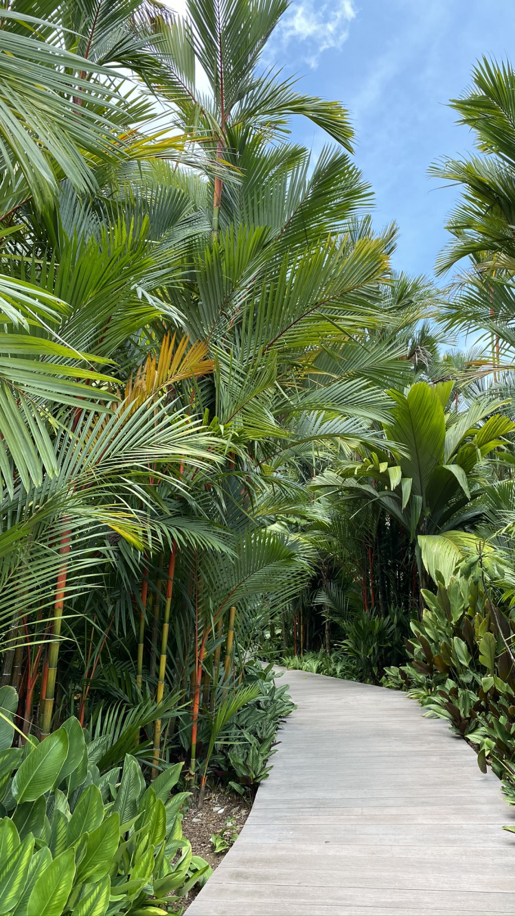 Обои растительность, Масло пальмы, экосистема, древесные растения, ботаники в разрешении 750x1334