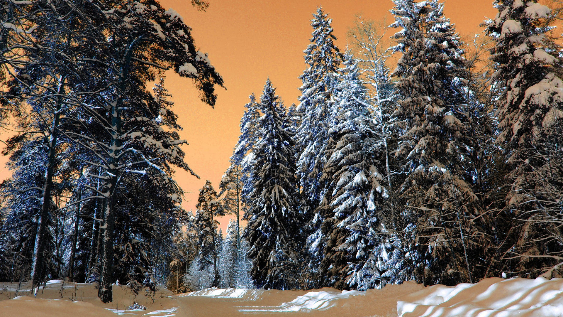 Обои сезон, снег, дерево, зима, природа в разрешении 1920x1080