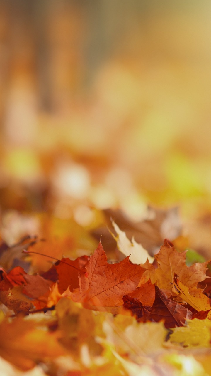 Обои LG, LG V30, рассказы о себе том 2, Стремление К Богу, книга в разрешении 720x1280