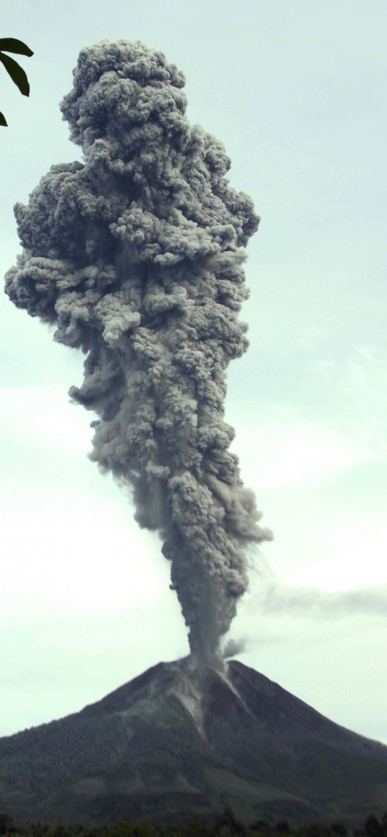 Обои дерево, Синабунг, вулкан, вулканический пепел, дым в разрешении 1242x2688