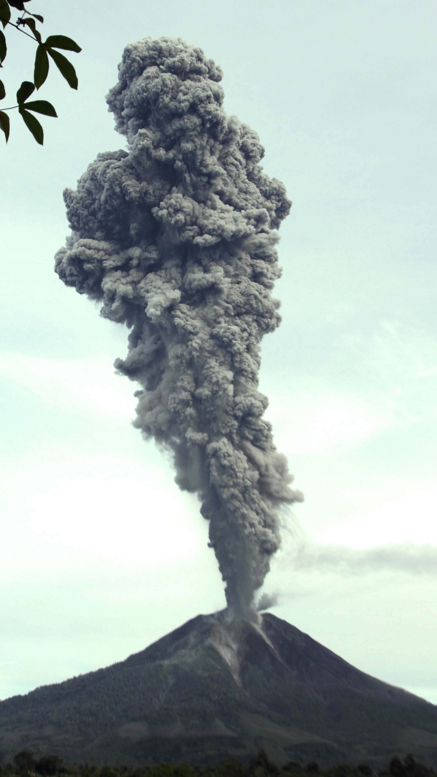 Обои дерево, Синабунг, вулкан, вулканический пепел, дым в разрешении 1440x2560