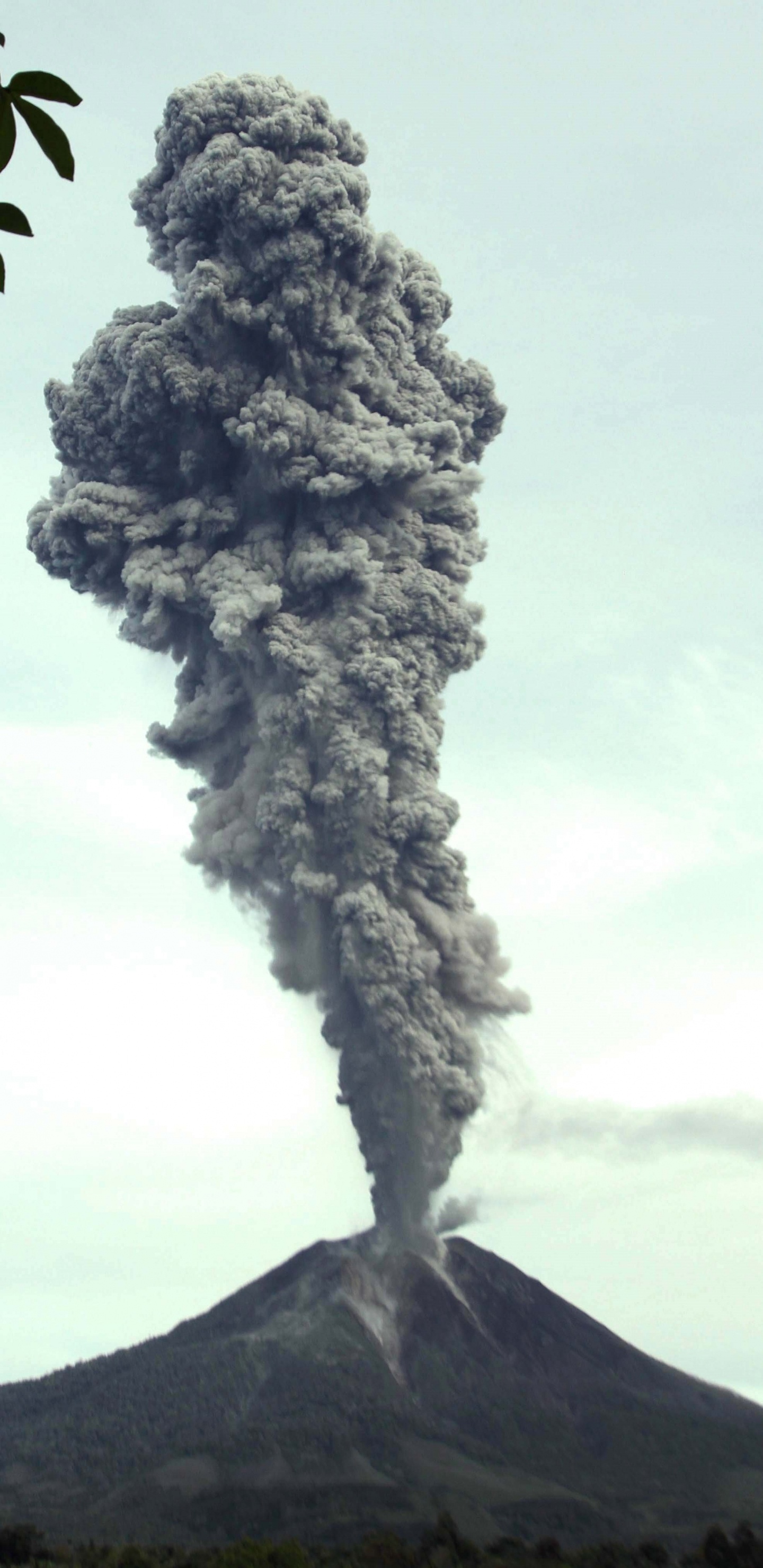 Обои дерево, Синабунг, вулкан, вулканический пепел, дым в разрешении 1440x2960