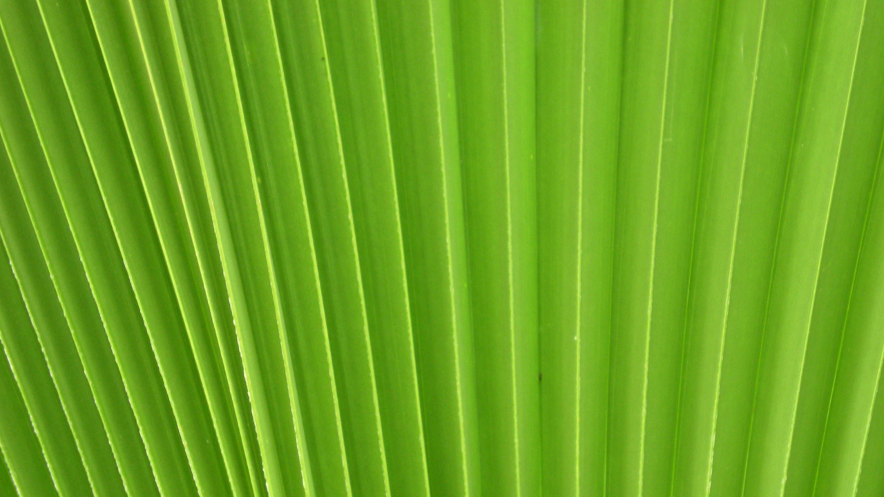 Обои стебель растения, лист, зеленый, линия, банановые листья в разрешении 1280x720