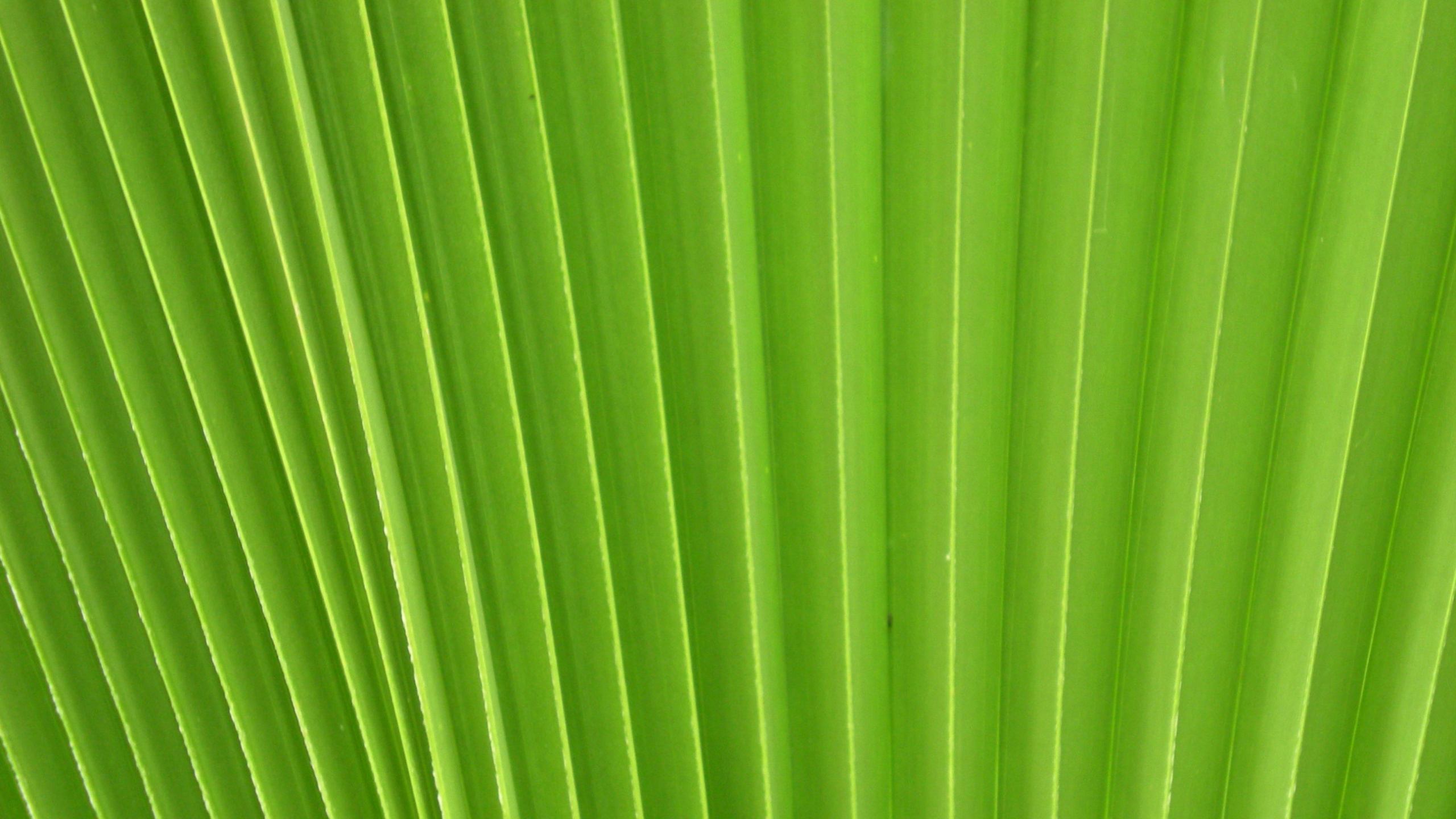Обои стебель растения, лист, зеленый, линия, банановые листья в разрешении 2560x1440