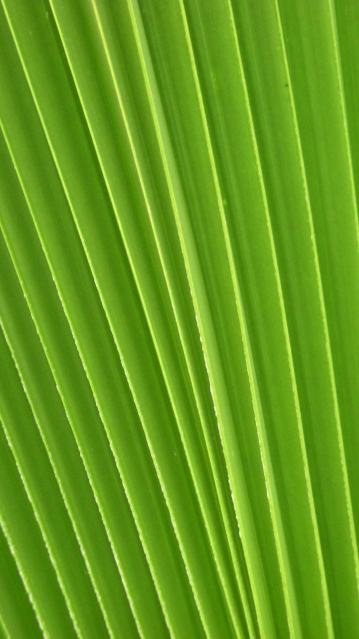 Обои стебель растения, лист, зеленый, линия, банановые листья в разрешении 720x1280