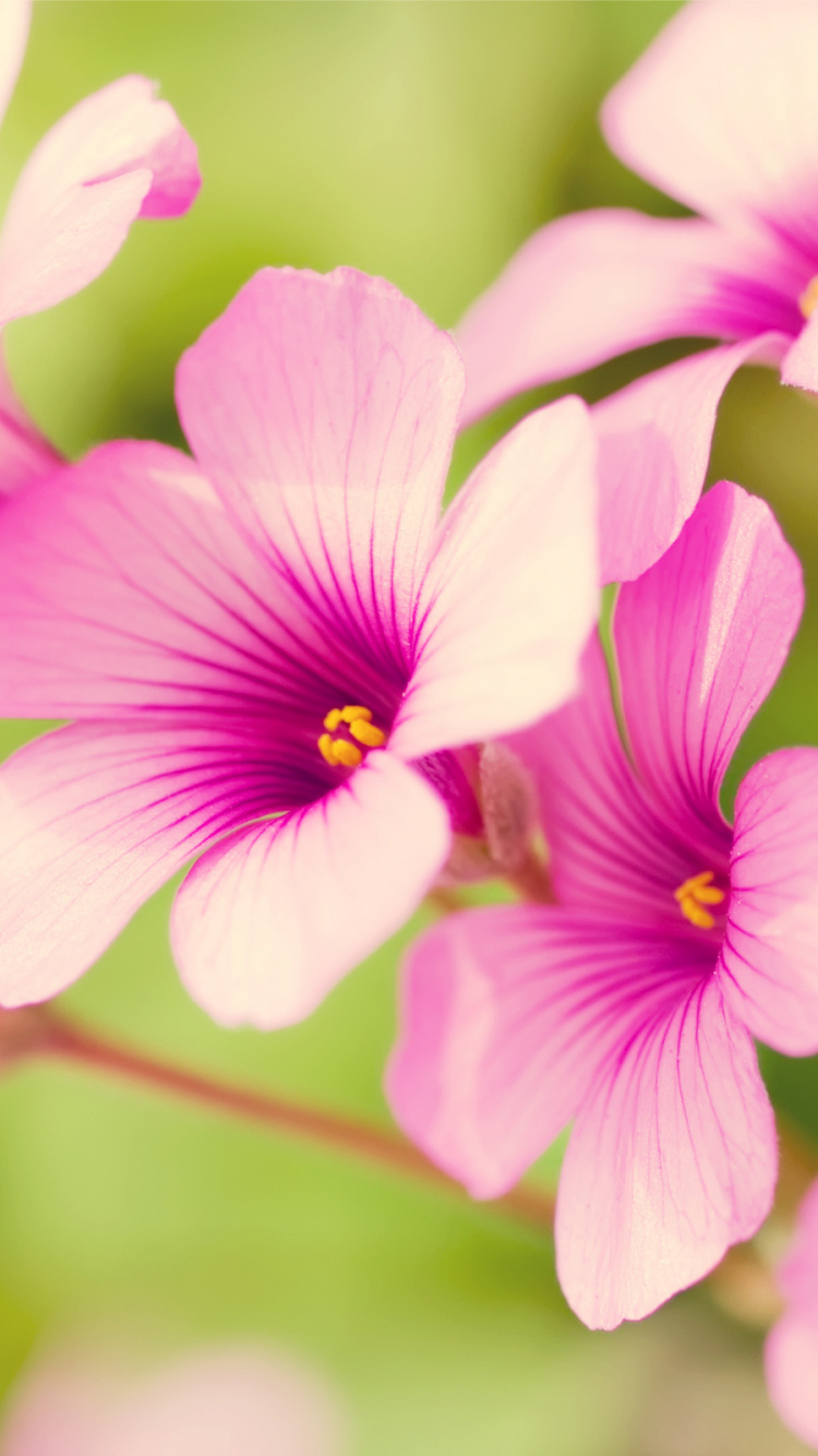 Обои цветковое растение, лепесток, розовый, растение, полевой цветок в разрешении 750x1334