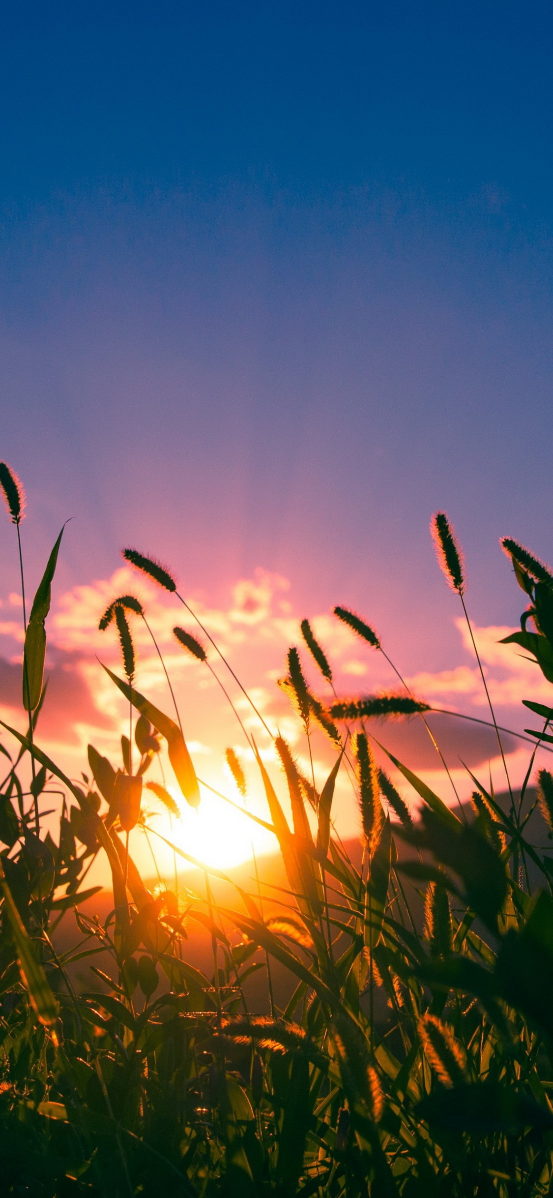 Обои лист, облако, растение, атмосфера, природный ландшафт в разрешении 1125x2436