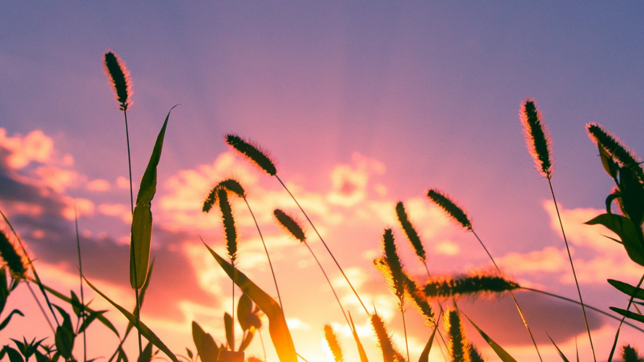 Обои лист, облако, растение, атмосфера, природный ландшафт в разрешении 1280x720