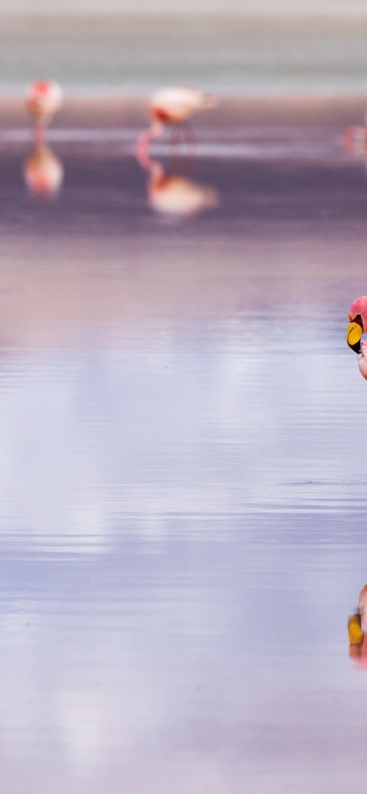 Обои салар де уюни фламинго, солончак Уюни, Лагуна Колорада, Уюни, Большой фламинго в разрешении 1242x2688