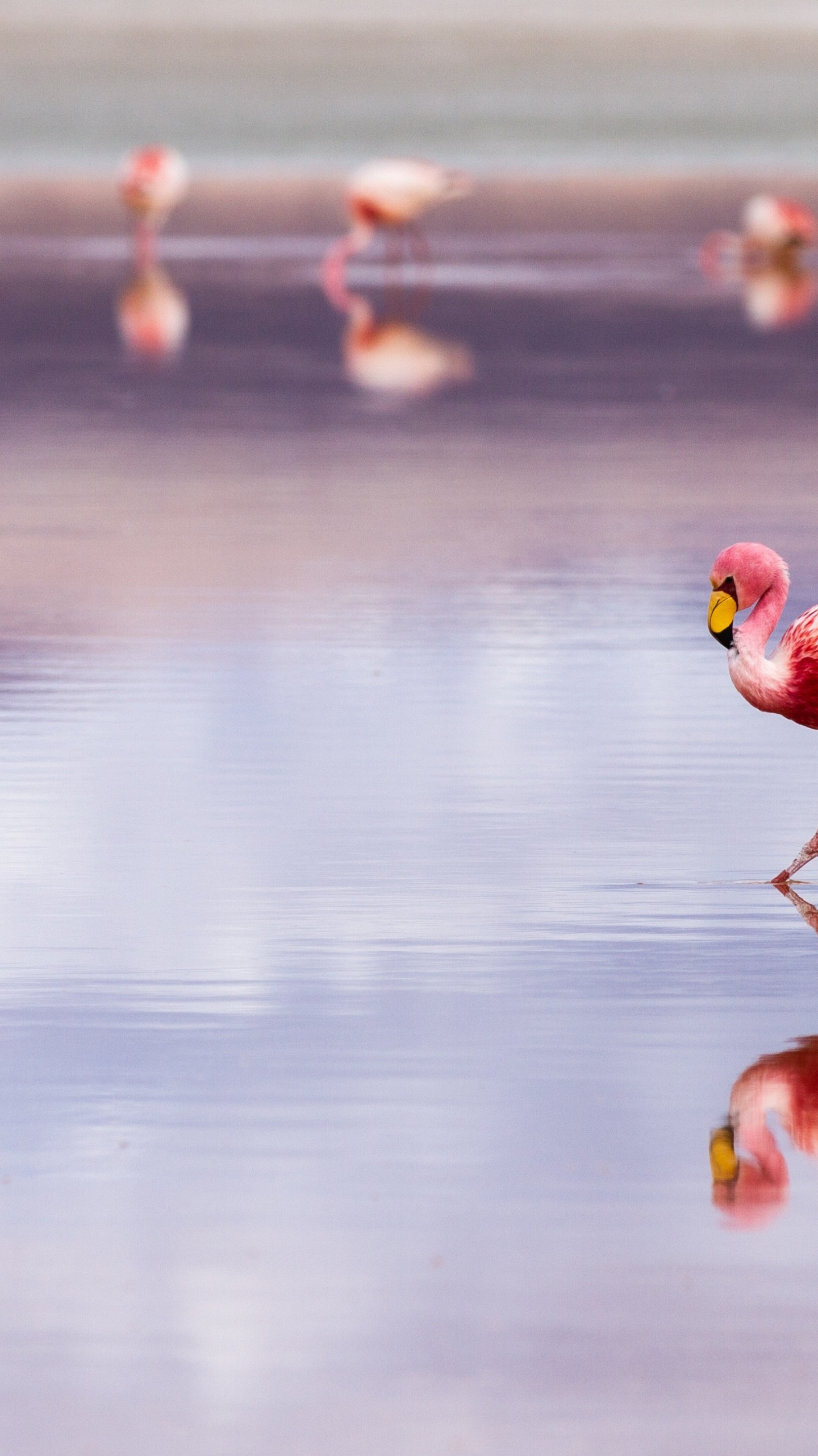 Обои салар де уюни фламинго, солончак Уюни, Лагуна Колорада, Уюни, Большой фламинго в разрешении 1440x2560