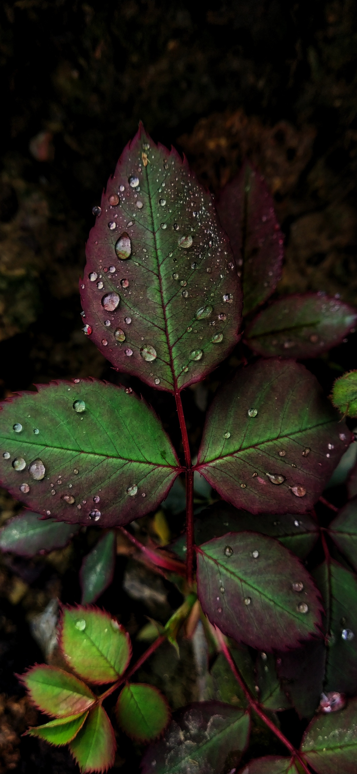 Обои лист, роса, зеленый, падение, цветок в разрешении 1242x2688