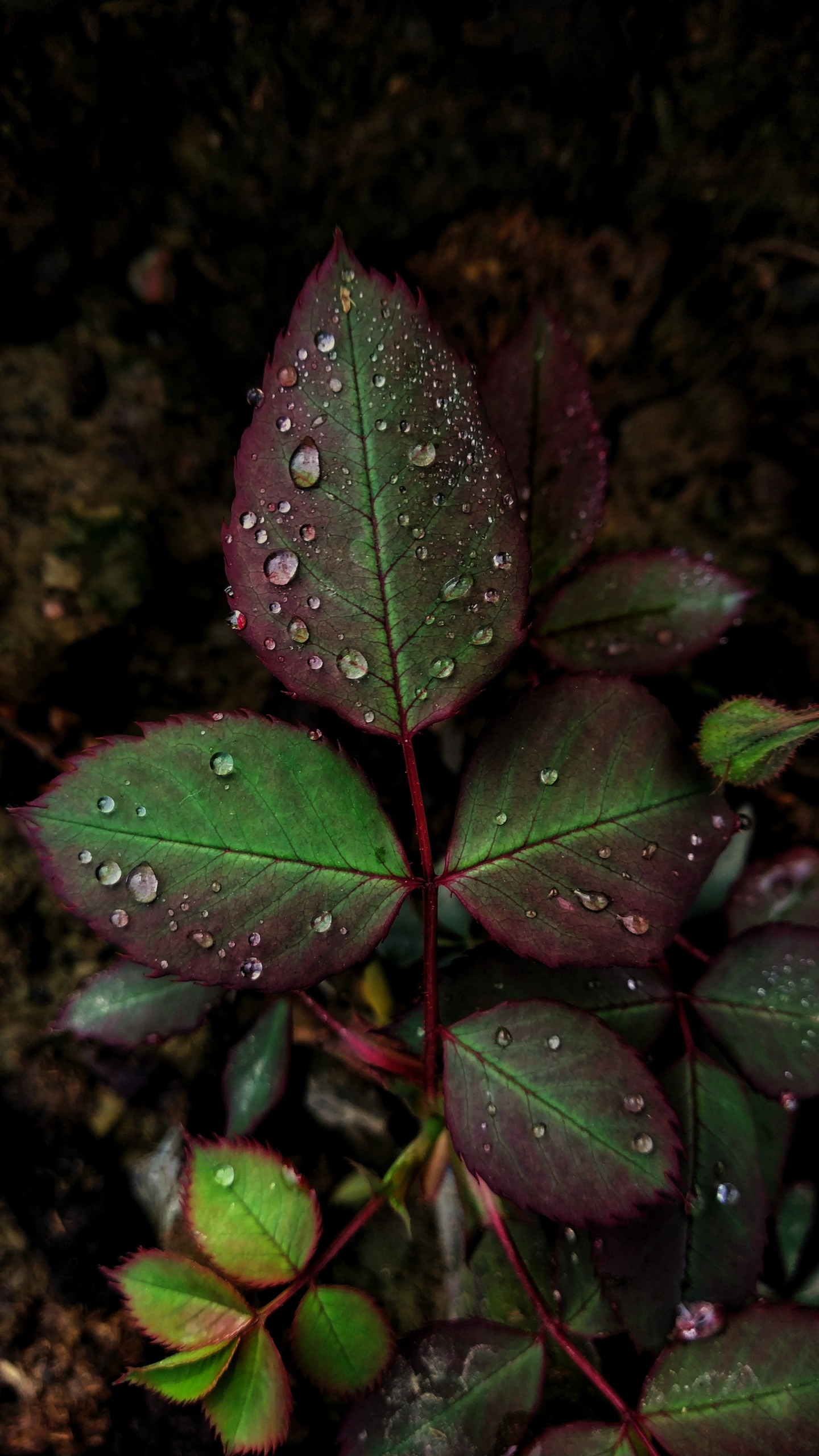 Обои лист, роса, зеленый, падение, цветок в разрешении 1440x2560