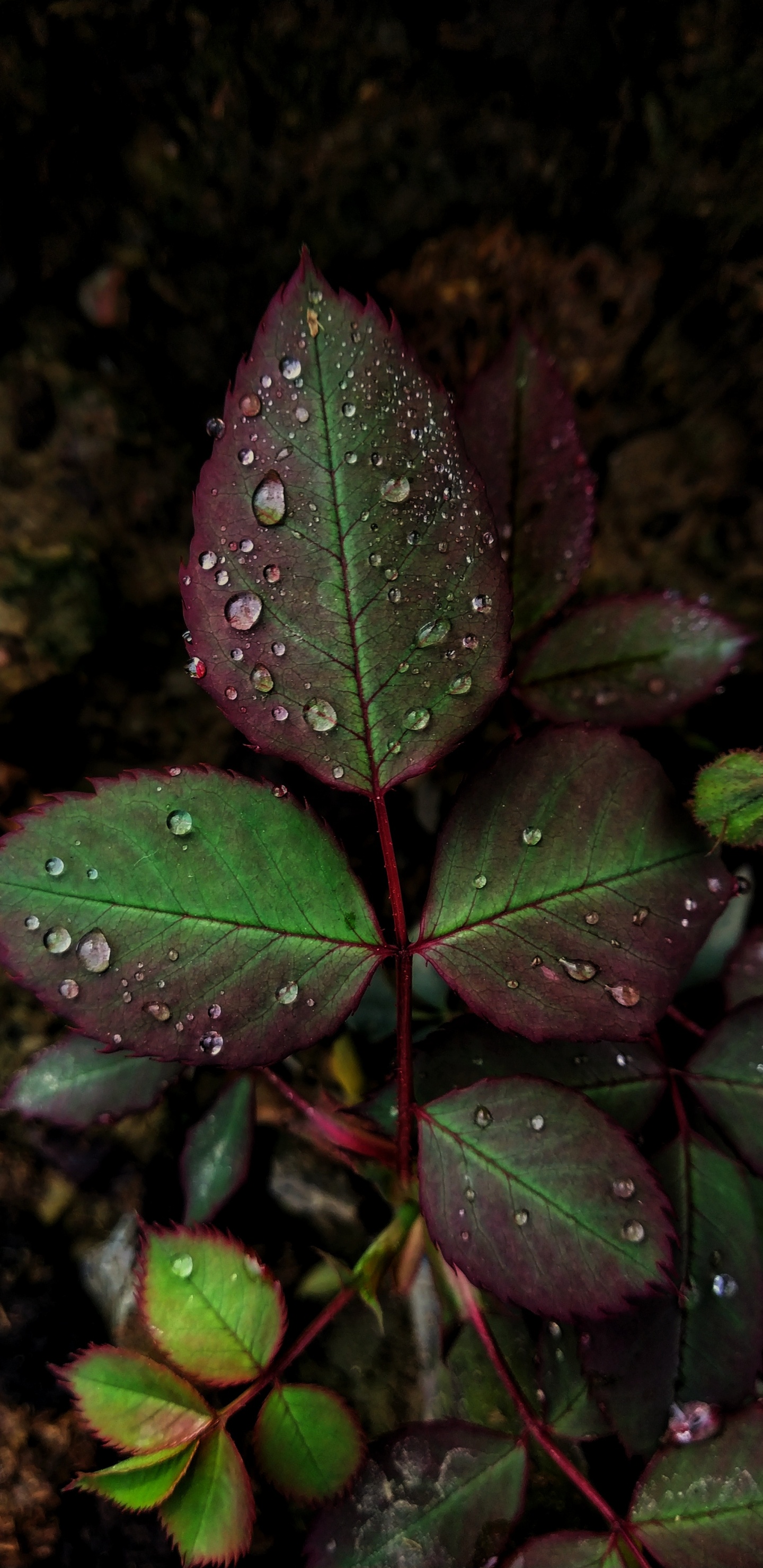 Обои лист, роса, зеленый, падение, цветок в разрешении 1440x2960