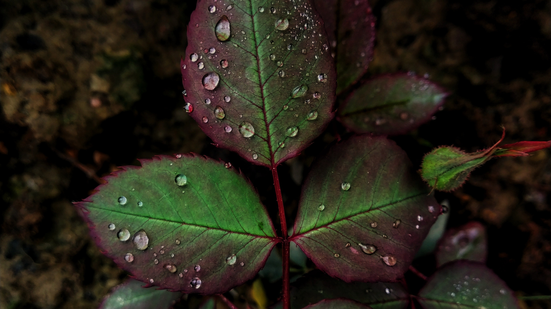 Обои лист, роса, зеленый, падение, цветок в разрешении 1920x1080