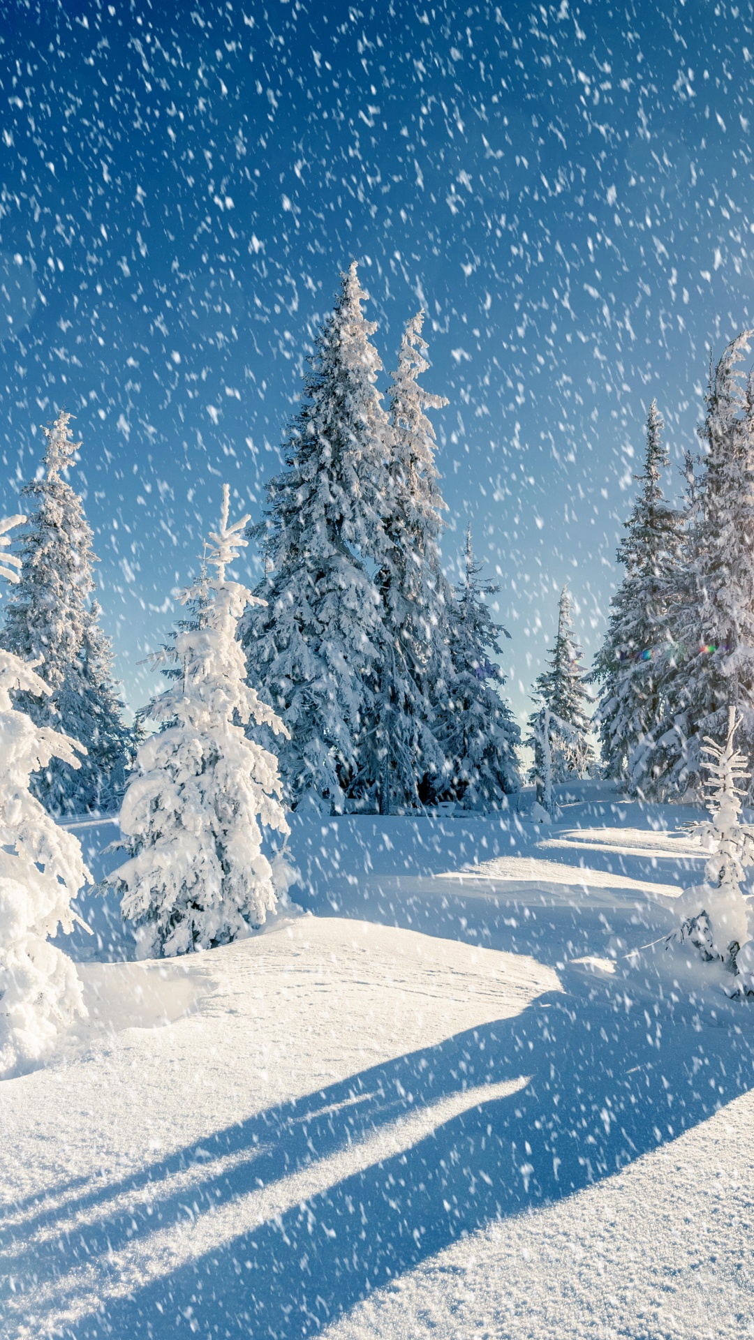 Обои снег, сезон, зима, дерево, замораживание в разрешении 1080x1920