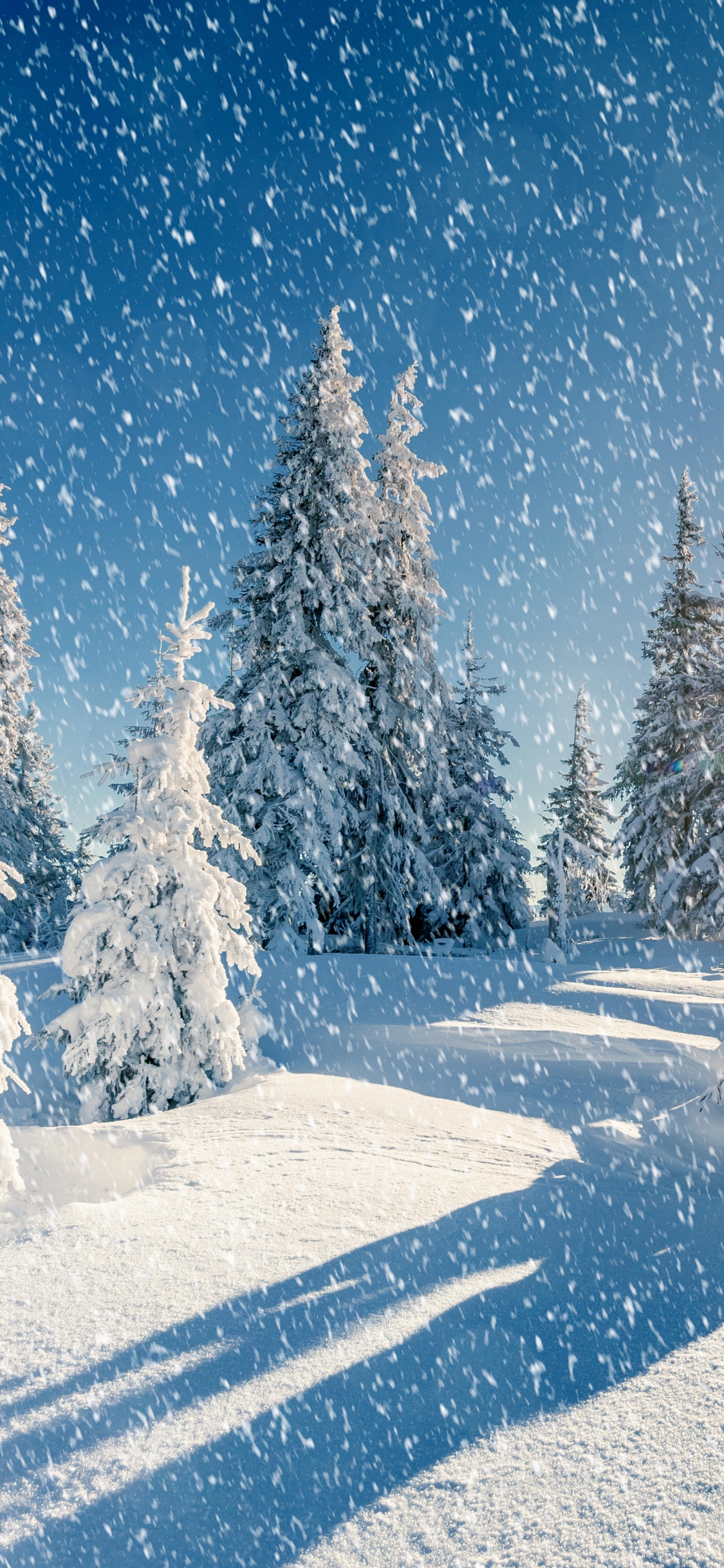 Обои снег, сезон, зима, дерево, замораживание в разрешении 1125x2436