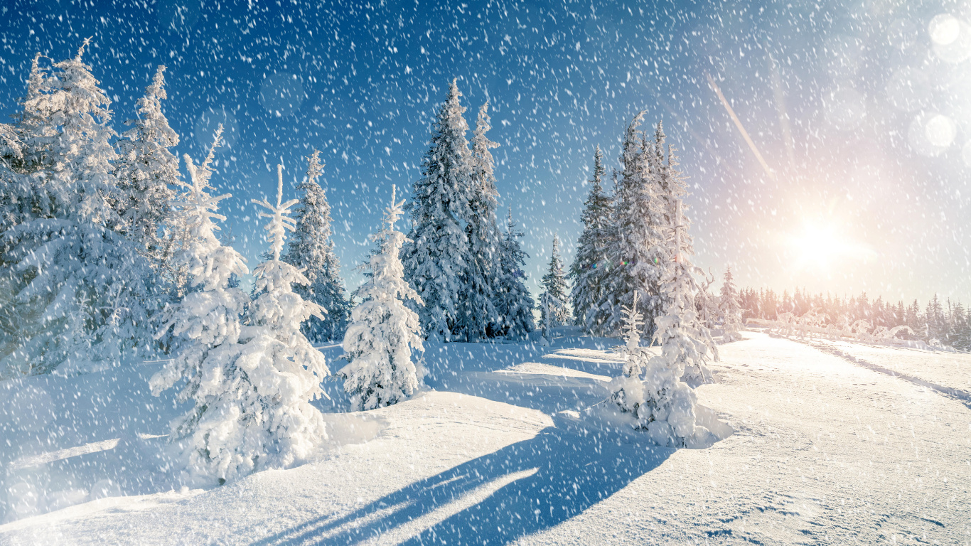 Обои снег, сезон, зима, дерево, замораживание в разрешении 1366x768