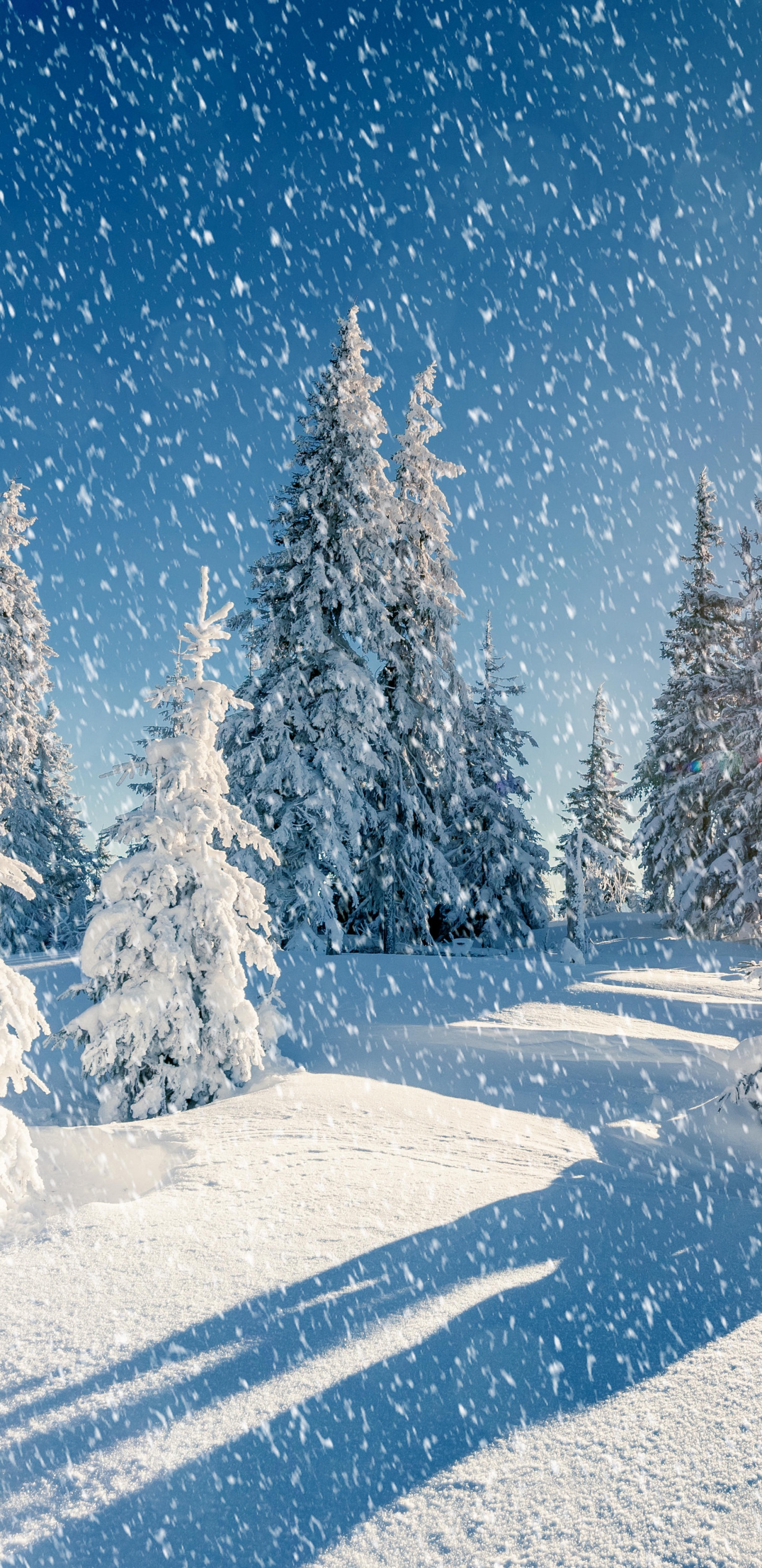 Обои снег, сезон, зима, дерево, замораживание в разрешении 1440x2960