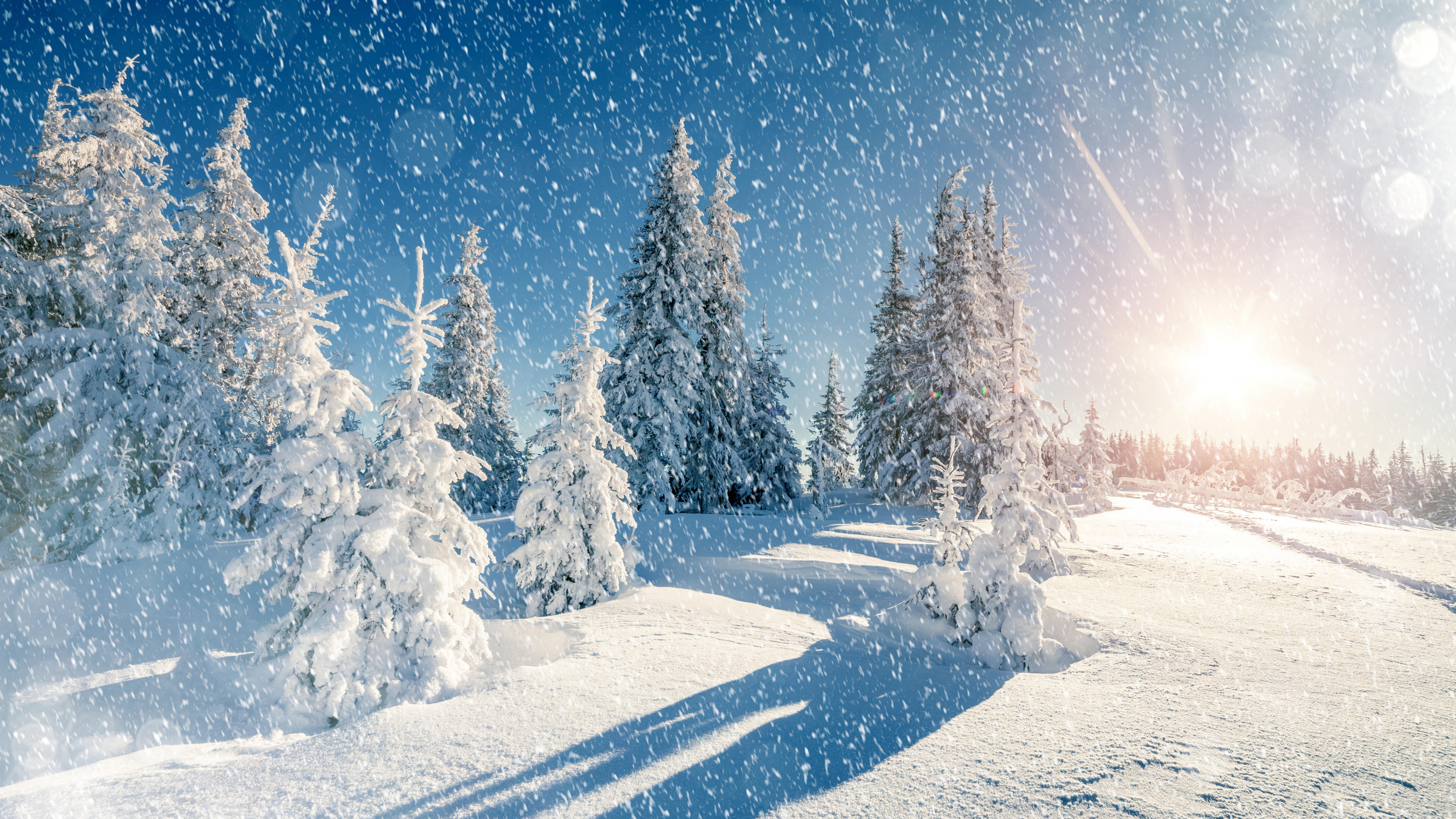 Обои снег, сезон, зима, дерево, замораживание в разрешении 2560x1440