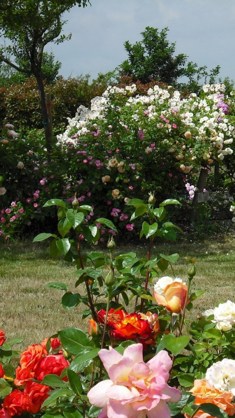 Обои Роза, сад, газон, цветковое растение, сад роз в разрешении 750x1334