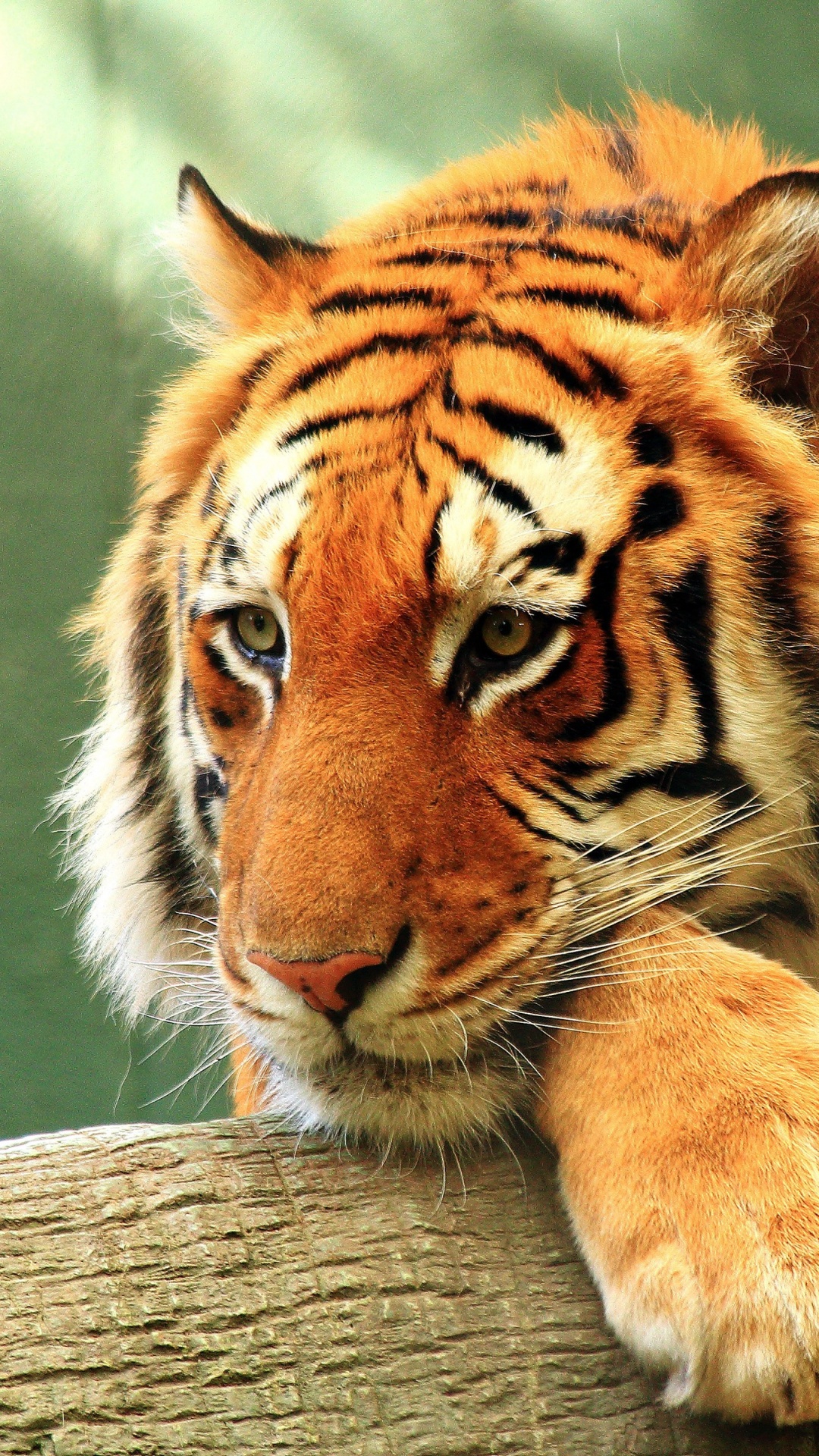 Обои бенгальский тигр, золотой тигр, тигр, живая природа, наземные животные в разрешении 1080x1920