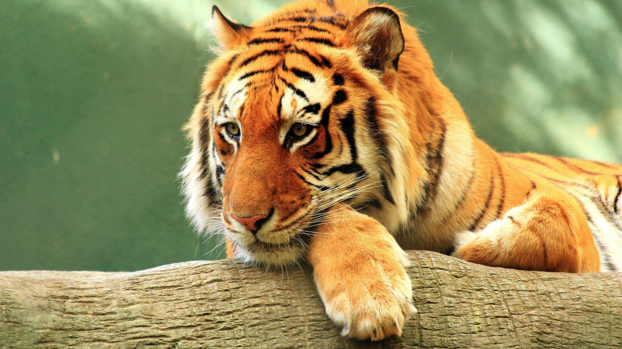 Обои бенгальский тигр, золотой тигр, тигр, живая природа, наземные животные в разрешении 1280x720