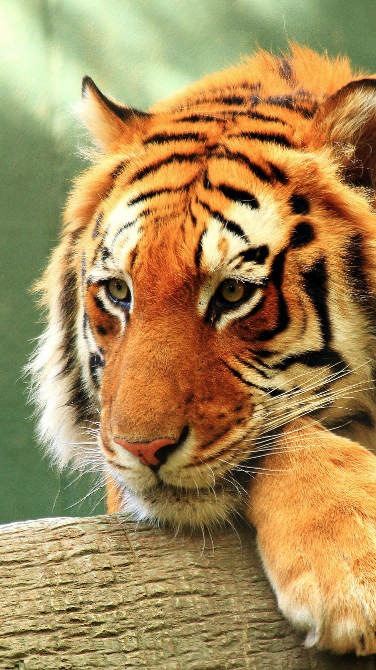 Обои бенгальский тигр, золотой тигр, тигр, живая природа, наземные животные в разрешении 750x1334