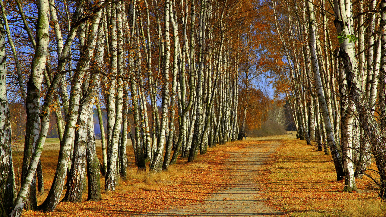 Обои береза, дерево, природа, лес, роща в разрешении 1280x720