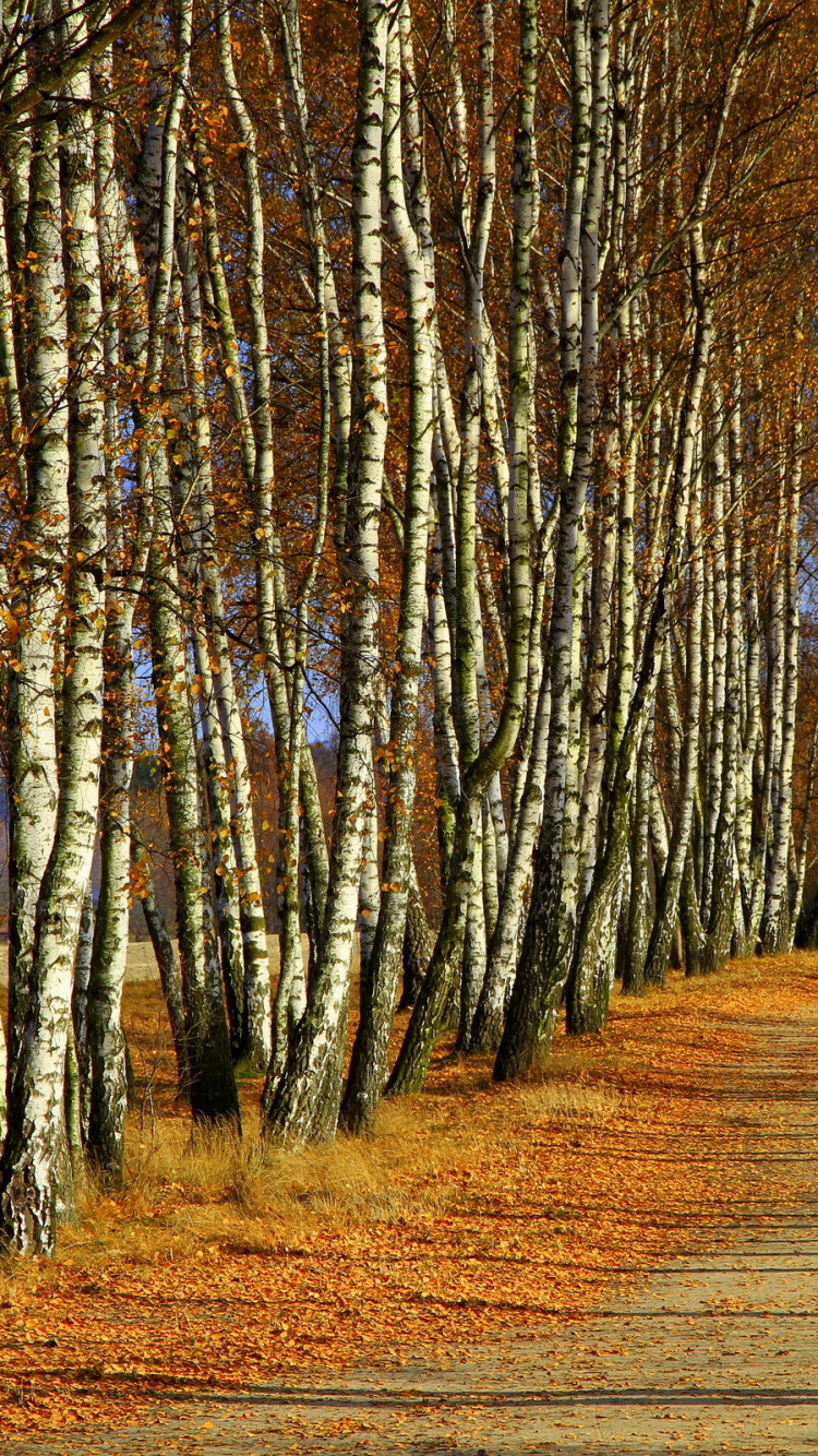 Обои береза, дерево, природа, лес, роща в разрешении 750x1334