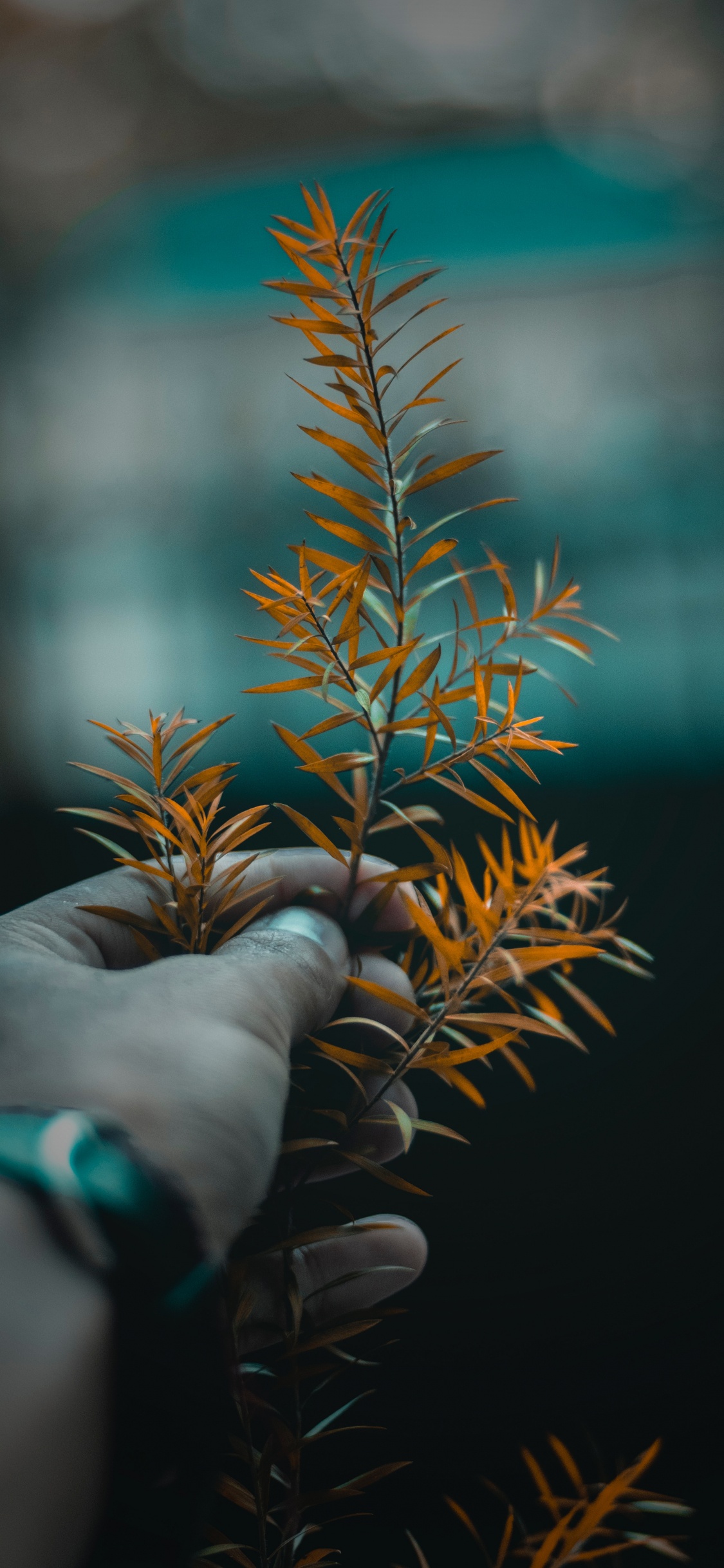 Обои дерево, лист, растение, ветвь, цветок в разрешении 1125x2436