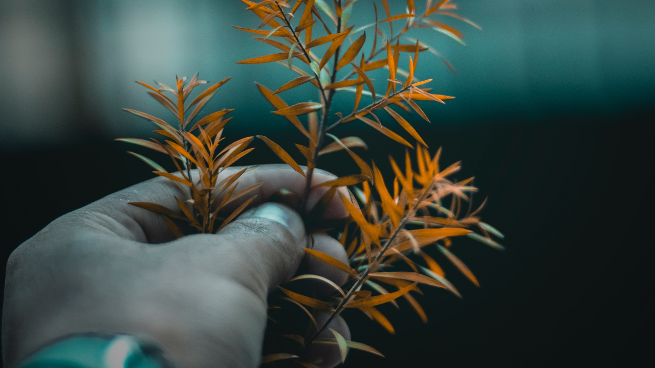 Обои дерево, лист, растение, ветвь, цветок в разрешении 1280x720