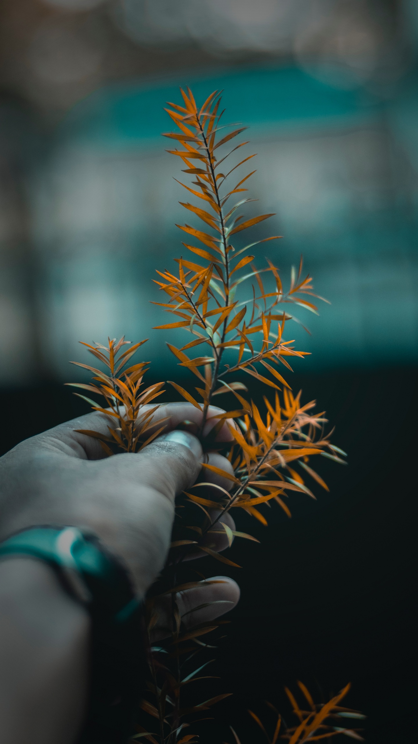 Обои дерево, лист, растение, ветвь, цветок в разрешении 1440x2560