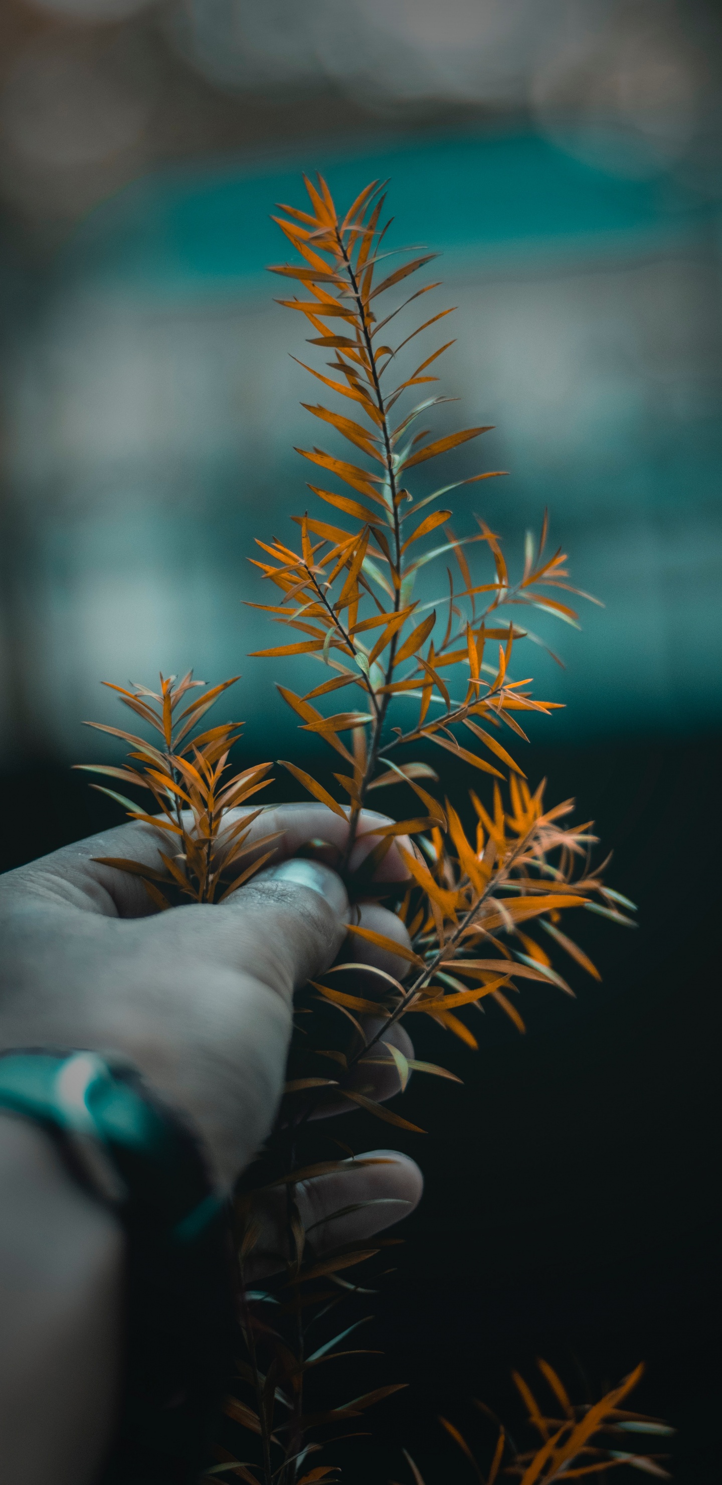 Обои дерево, лист, растение, ветвь, цветок в разрешении 1440x2960