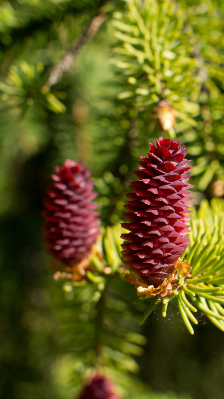 Обои ель, хвойные конуса, хвойное дерево, природа, лиственница в разрешении 750x1334