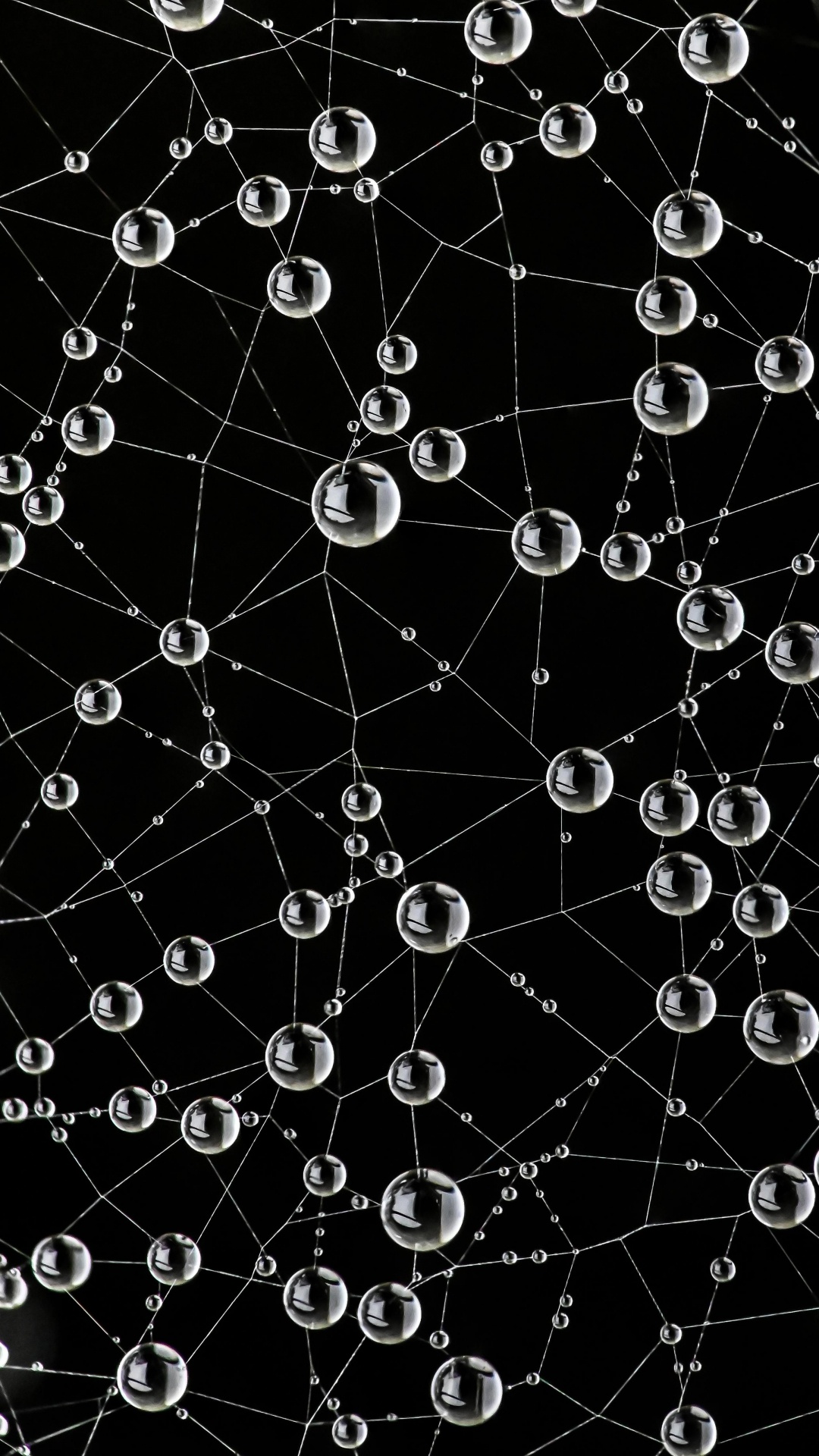 Обои паутина, природа, черный, окружающая среда, ботаники в разрешении 1080x1920