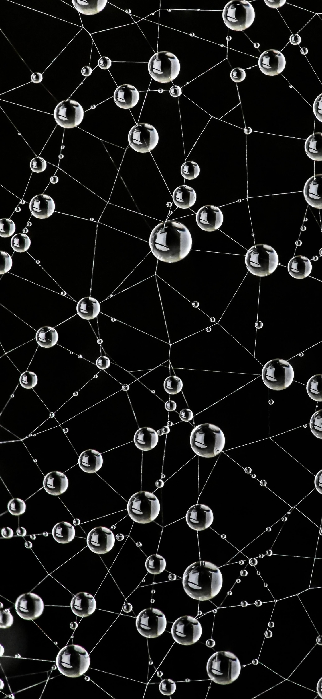 Обои паутина, природа, черный, окружающая среда, ботаники в разрешении 1125x2436