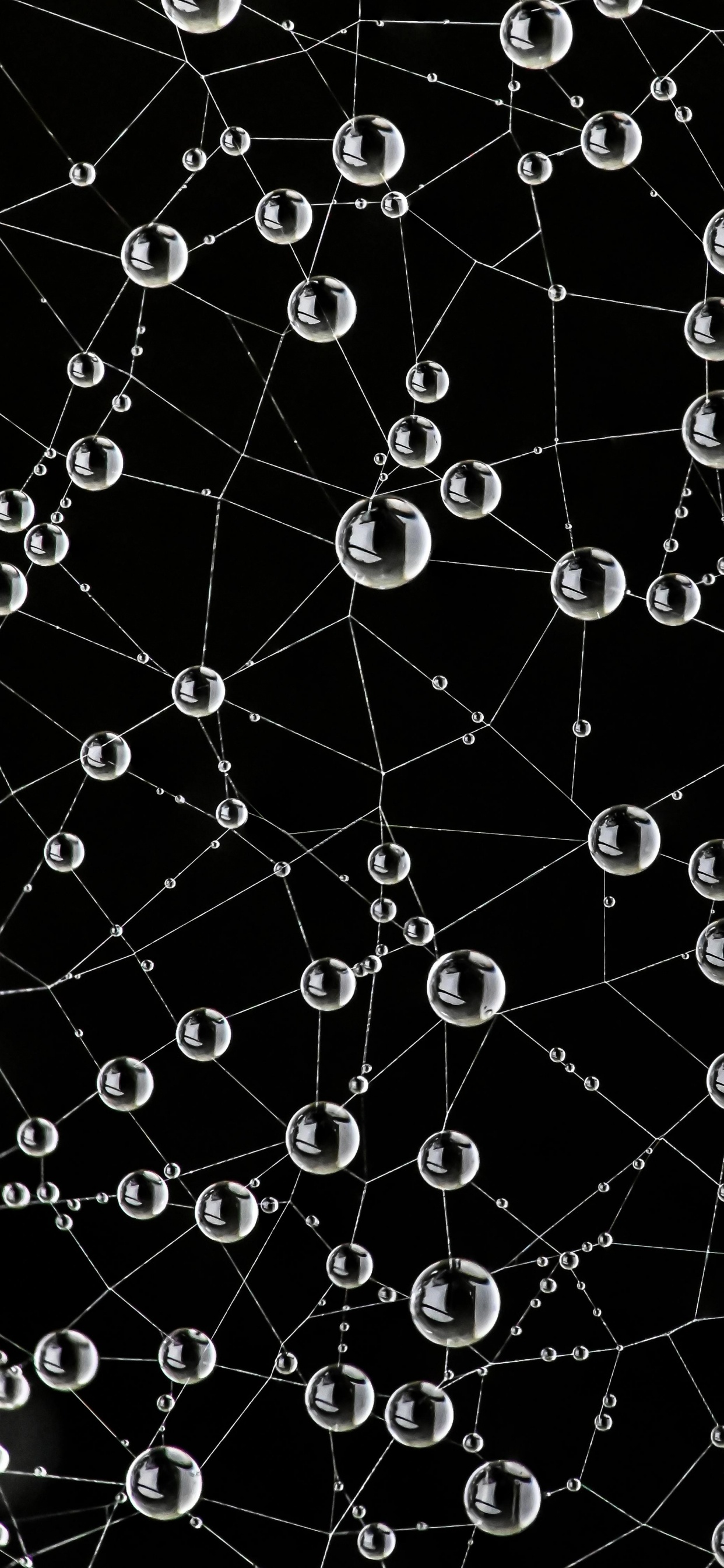 Обои паутина, природа, черный, окружающая среда, ботаники в разрешении 1242x2688