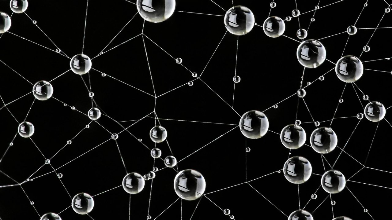 Обои паутина, природа, черный, окружающая среда, ботаники в разрешении 1280x720