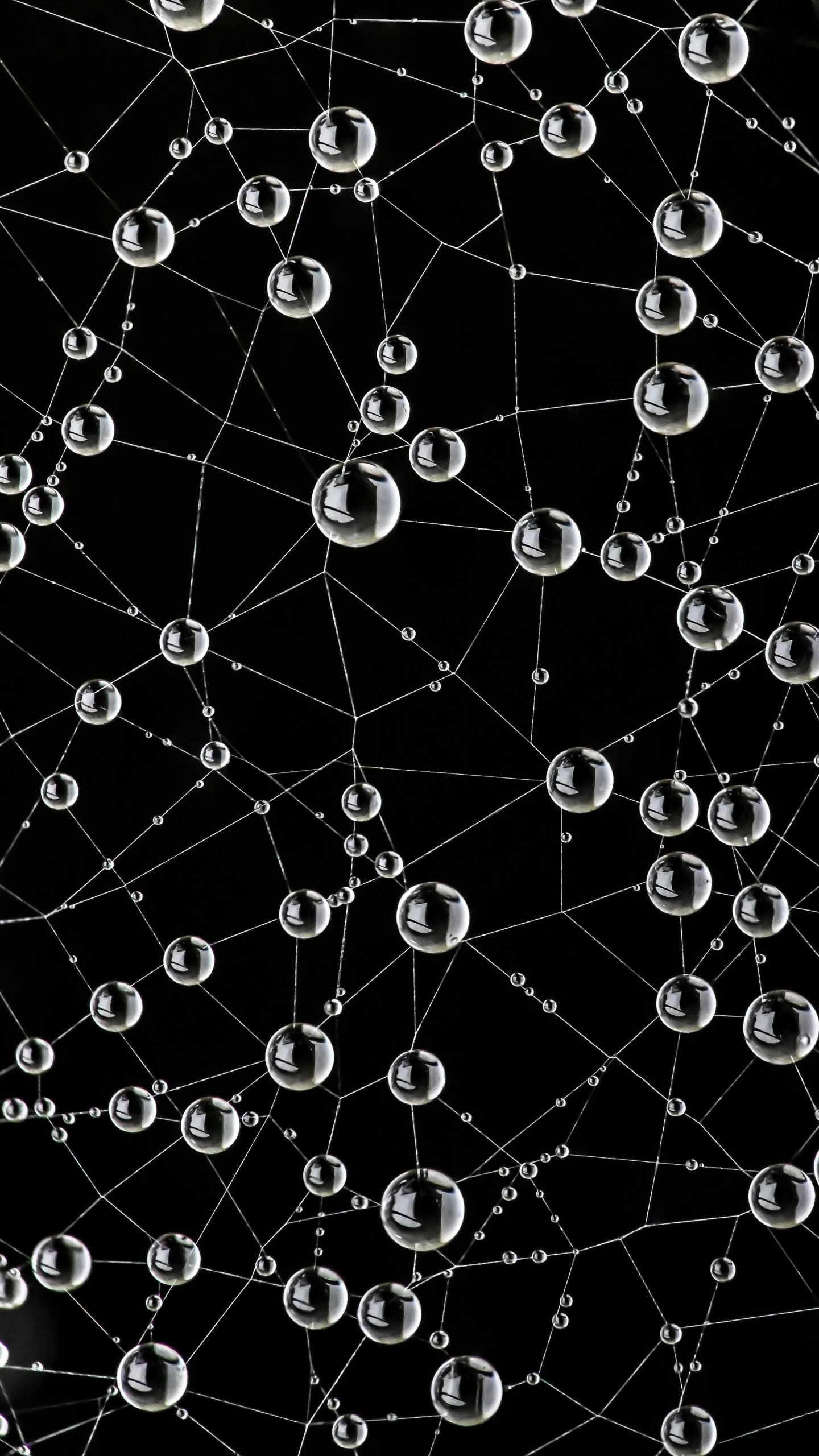 Обои паутина, природа, черный, окружающая среда, ботаники в разрешении 1440x2560